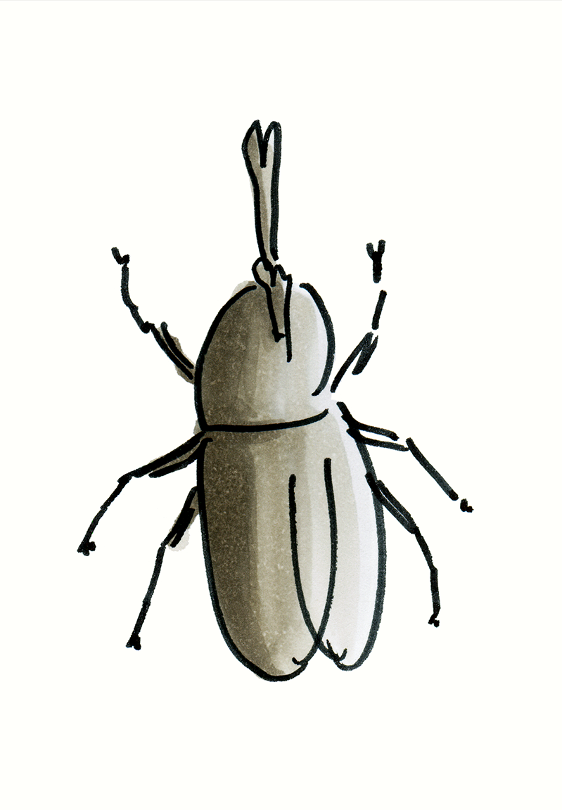 web_beetle01